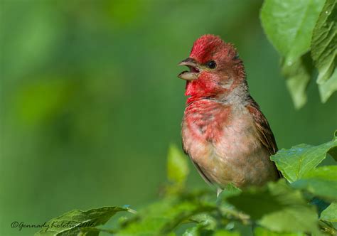 Common Rosefinch from Левино, Нижегородская обл., Россия, 606559 on May ...