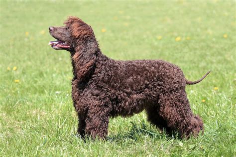 Irish Water Spaniel (character, nutrition, care)