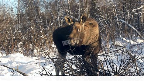 Free photo: Moose in Winter - Animal, Ice, Moose - Free Download - Jooinn