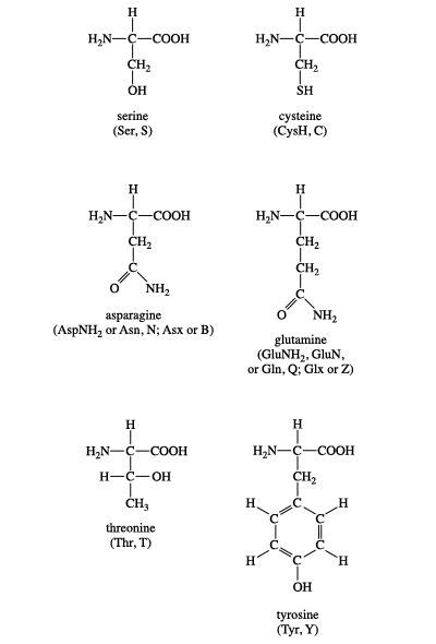 Amino acid - Building Blocks, Structure, Functions | Britannica