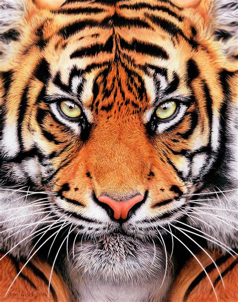 Tiger Face Painting by Aron Gadd