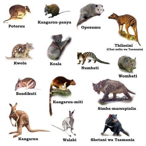 Swahili Land: Marsupialia (Marsupials)