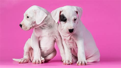 Pink Dog Wallpapers - Top Free Pink Dog Backgrounds - WallpaperAccess