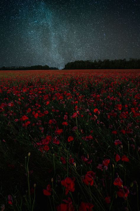 Aesthetic Red Flower Field Wallpapers - Wallpaper Cave