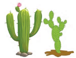 Give any two adaptations of Desert plants.