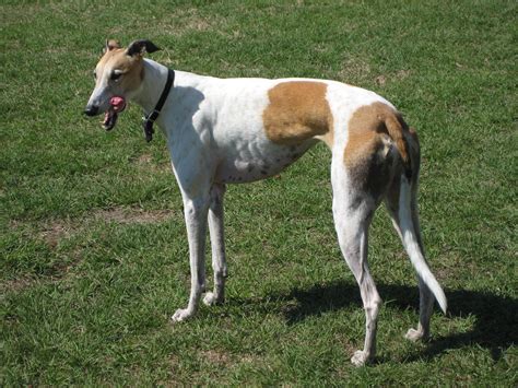 Greyhound - Wikipedia