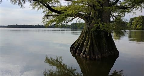 Reelfoot Lake State Park - Go Wandering