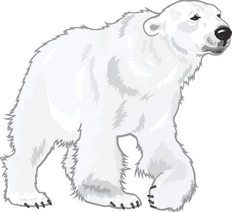 Polar Bear Cartoon Png