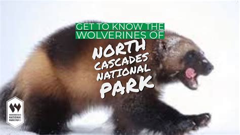 Wolverines at North Cascades National Park - YouTube