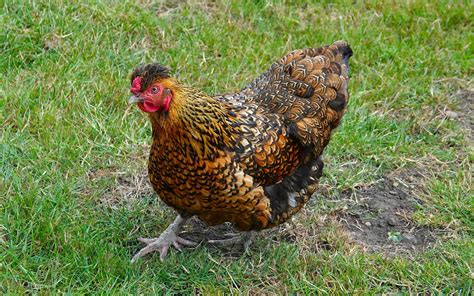 The Ultimate Golden Laced Wyandotte Chicken Guide: Everything You Need ...