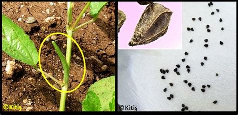 Fruit and seeds of jute (Corchorus olitorius L.). | Download Scientific ...