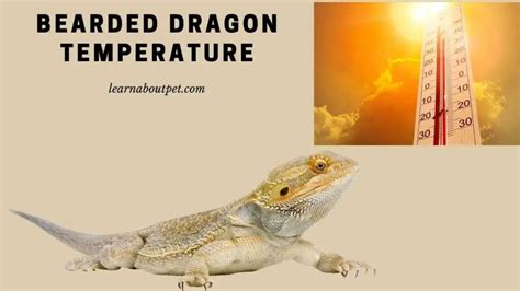 Bearded Dragon Temperature : 9 Important Factors To Keep Beardie Healthy