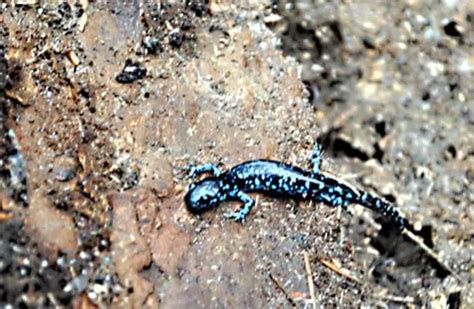 Salamander - Description, Habitat, Image, Diet, and Interesting Facts