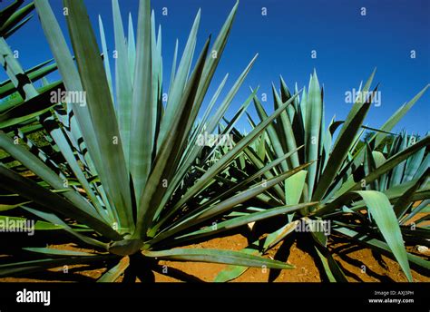 Sisal Agave sisalana plantation fort dauphin madagascar Agavaceae Stock ...