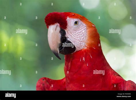 Macaw amazon rainforest brazil hi-res stock photography and images - Alamy