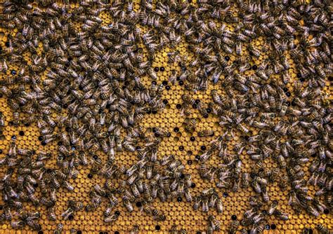 Swarm Of Honey Bees · Free Stock Photo