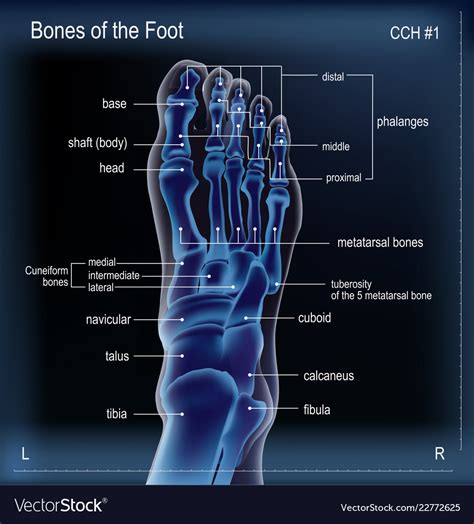 X ray of bones the foot Royalty Free Vector Image