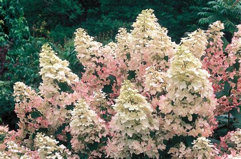 Growing Hydrangeas • The Garden Glove