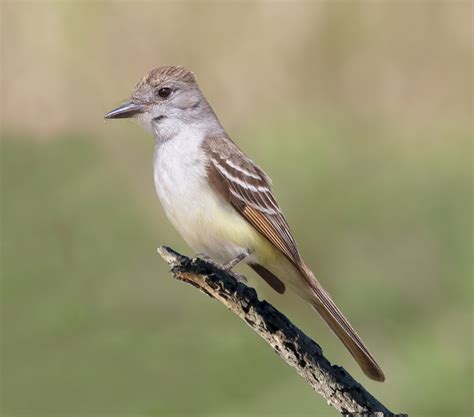 Ash-throated Flycatcher | San Diego Bird Spot