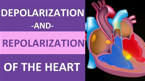 Depolarization and Repolarization of Heart: Action Potential (Atrial ...