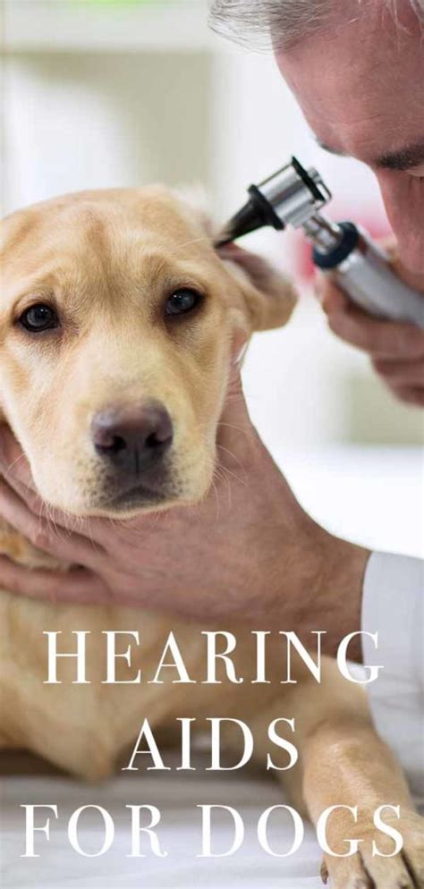 Hearing Aids for Dogs - A Solution To Canine Hearing Problems?