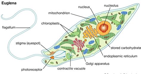 Euglena Viridis: Habitat, Structure and Locomotion | Protozoa