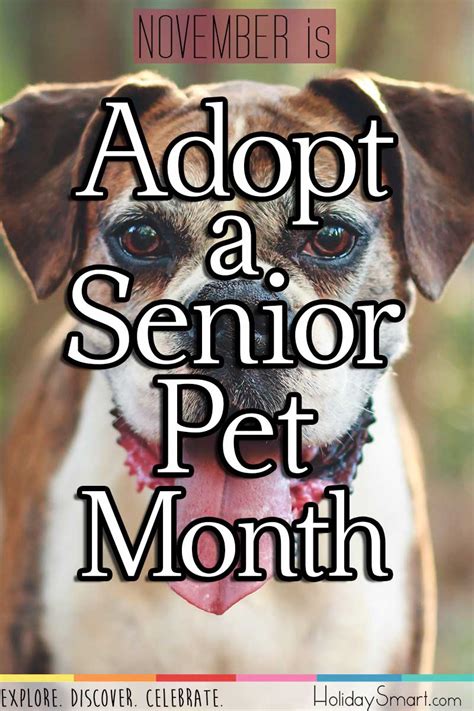 Adopt a Senior Pet Month | Holiday Smart