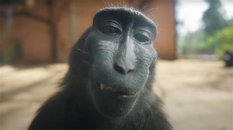 Monkey Smiling Meme