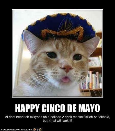 Happy Cinco de Mayo | Funny animals, Cinco de mayo, Funny cat videos