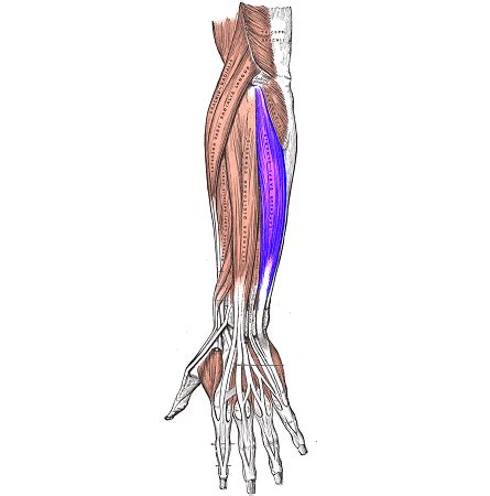 Extensor Carpi Ulnaris | Insertion & Innervation | Study.com