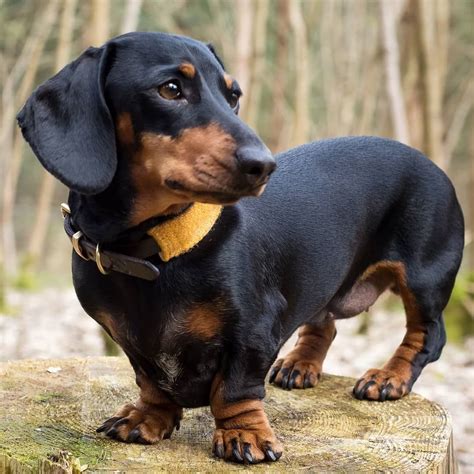 Dachshund | PetSync | Dackel, Kleine hunde, Hunde