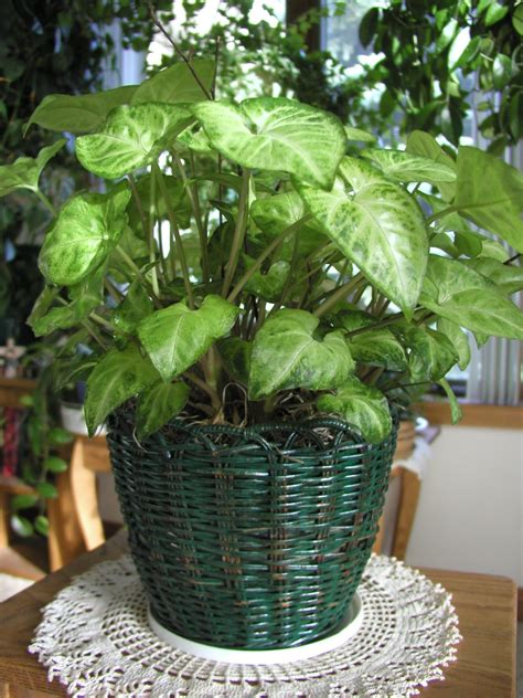 Arrowhead Plant. Bold, arrow-shaped green leaves that are sometimes ...