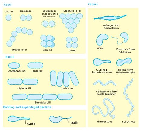 Bacteria | Definition, Types & Classification