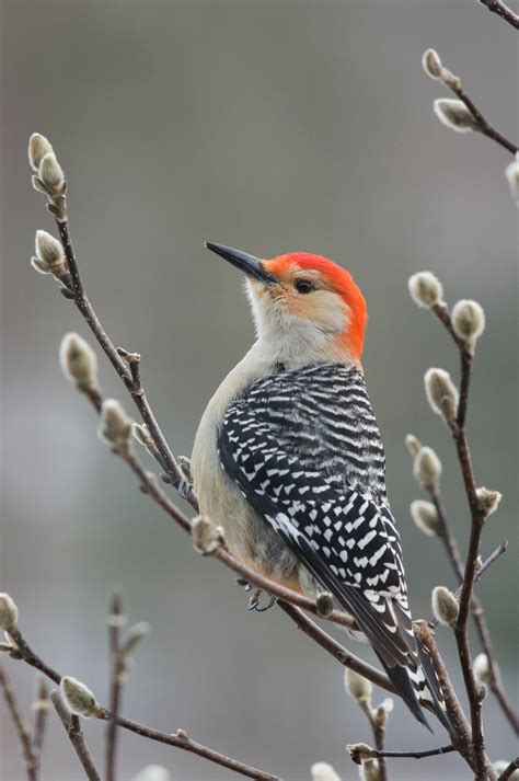 Red-bellied Woodpecker | Audubon Field Guide