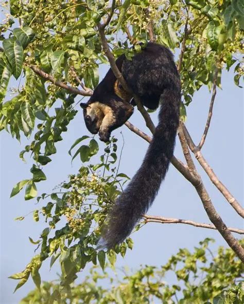 Black Giant Squirrel - Facts, Diet, Habitat & Pictures on Animalia.bio