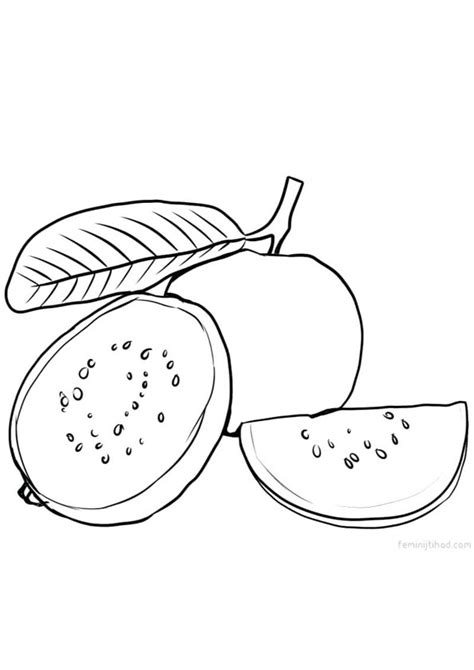 Drawing Of Guava For Kids Here presented 51 guava drawing images for ...