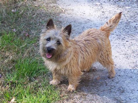 Cairn Terrier - Puppies, Rescue, Pictures, Information, Temperament ...