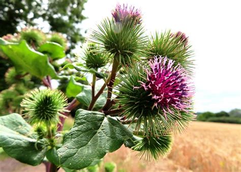 Common Cocklebur | A common cocklebur (xanthium) flower plan… | Flickr