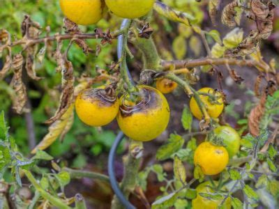 Tomato Diseases: Common Diseases Of Tomato Plants