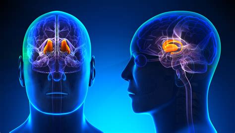 What Does The Thalamus Do?