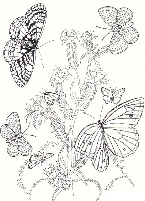 Free Printable Butterfly Coloring Pages For Kids