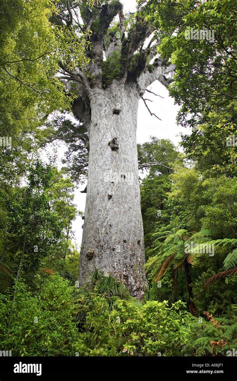 Tane Mahuta Waipoua Kauri Forest Northland New Zealand Stock Photo - Alamy