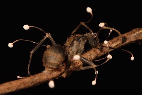 After This Fungus Turns Ants Into Zombies, Their Bodies Explode - The ...