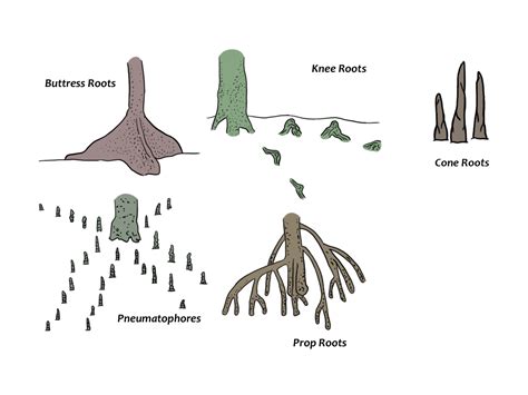 What are mangroves? - CCEF