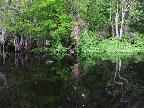 Florida Swamp Scenery Photograph by Valia Bradshaw