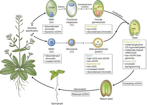 Plant Reproduction Diagram