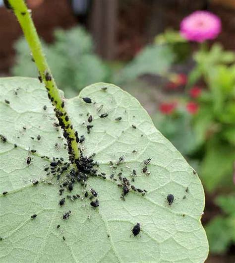 அசுவினி பூச்சி விரட்டி | How to kill aphids on plants naturally