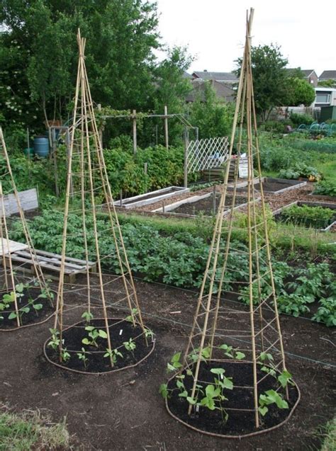 Tall Garden Trellis - Ideas on Foter