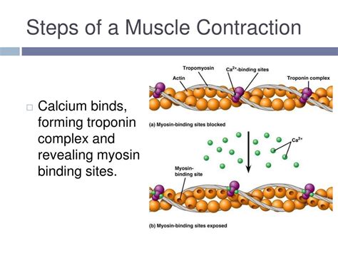 Explain The Steps Of Muscle Contraction