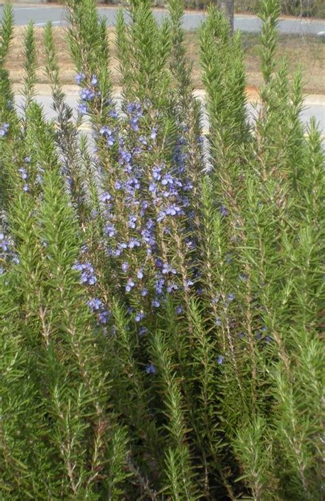 Rosmarinus officinalis Arp Arp Rosemary from Taylor's Nursery